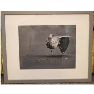 Photograph of Seagull